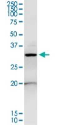 Western Blot: Annexin A4 Antibody [H00000307-D01P]