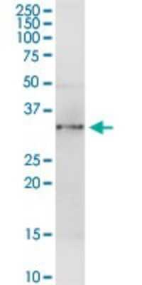 Western Blot: Annexin A4 Antibody [H00000307-D01P]