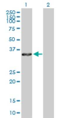 Western Blot: Annexin A4 Antibody [H00000307-D01P]