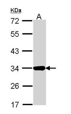 Western Blot: Annexin A4 Antibody [NBP1-31751]