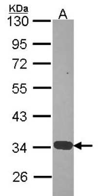 Western Blot: Annexin A4 Antibody [NBP2-15409]