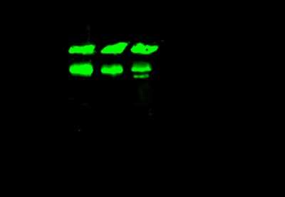 Immunoprecipitation: Annexin A6 Antibody [NBP2-99727]