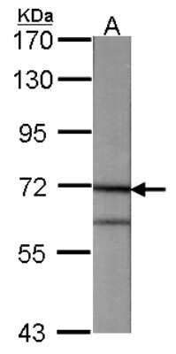 Western Blot: Annexin A6 Antibody [NBP1-32091]