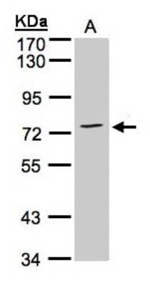 Western Blot: Annexin A6 Antibody [NBP1-32091]