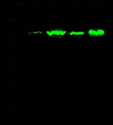 Western Blot: Annexin A6 Antibody [NBP2-98751]