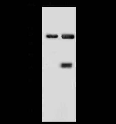 Western Blot: Annexin A6 Antibody [NBP2-99419]
