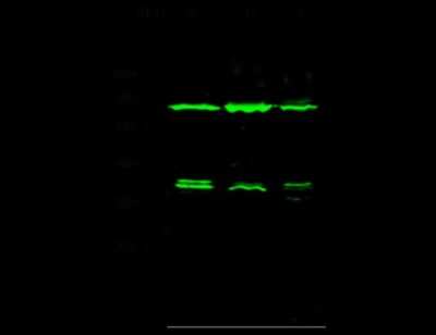 Western Blot: Annexin A6 Antibody [NBP2-99727]