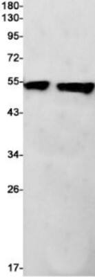 Western Blot: Annexin A7 Antibody (S07-1D2) [NBP3-19944]