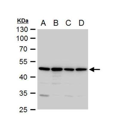 Western Blot: Annexin A7 Antibody [NBP1-31442]