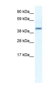 Western Blot: Annexin A7 Antibody [NBP1-59099]