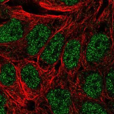 Immunocytochemistry/ Immunofluorescence: Annexin A8/ANXA8 Antibody [NBP2-57118]