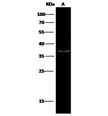 Western Blot: Annexin A8/ANXA8 Antibody [NBP2-97052]