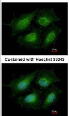 Immunocytochemistry/ Immunofluorescence: Annexin A8/ANXA8 Antibody [NBP2-15410]