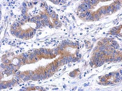 Immunohistochemistry-Paraffin: Annexin A8/ANXA8 Antibody [NBP2-15411]
