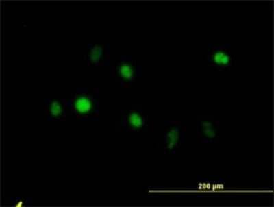Immunocytochemistry/ Immunofluorescence: Annexin V Antibody (1F4-1A5) [H00000308-M01]