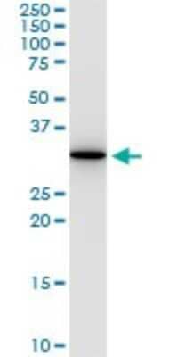 Western Blot: Annexin V Antibody (1F4-1A5) [H00000308-M01]