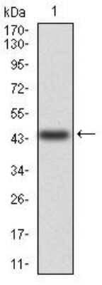Western Blot: Annexin V Antibody (3B9F3)BSA Free [NBP2-52413]