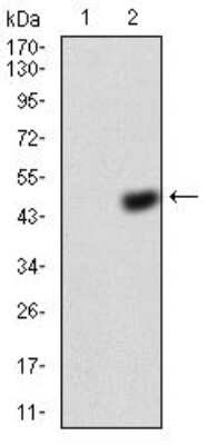 Western Blot: Annexin V Antibody (3B9F3)BSA Free [NBP2-52413]