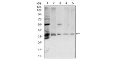 Western Blot: Annexin V Antibody (3B9F3)BSA Free [NBP2-52413]