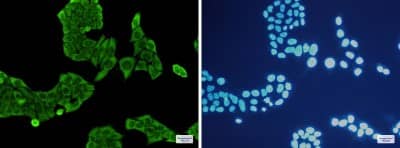 Immunocytochemistry/ Immunofluorescence: Annexin V Antibody (S08-3A4) [NBP3-19543]