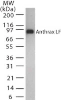 Western Blot: Anthrax LF Antibody (5F502.2) [NB100-56592]