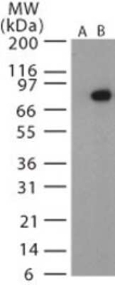 Western Blot: Anthrax PA AntibodyAzide Free [NB100-55743]