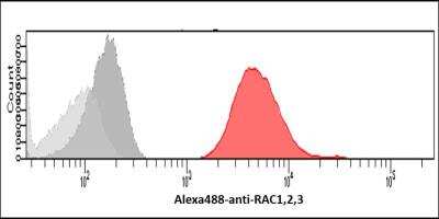 Flow Cytometry: Rac1,2,3 Antibody (AT2G10) - BSA Free [NBP2-88839]