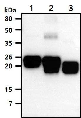 Western Blot: Rac1,2,3 Antibody (AT2G10)BSA Free [NBP2-88839]
