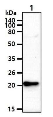 Western Blot: Rac1,2,3 Antibody (AT2G10)BSA Free [NBP2-88839]