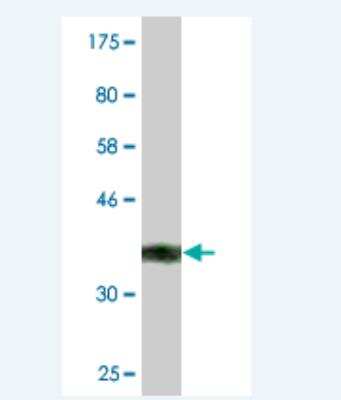 Western Blot: Antizyme inhibitor 1 Antibody (1F11) [H00051582-M02]