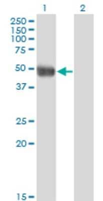 Western Blot: Antizyme inhibitor 1 Antibody (8B9) [H00051582-M01]