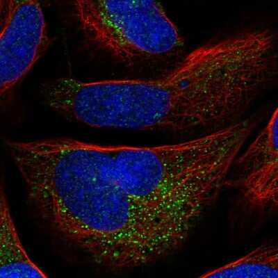 Immunocytochemistry/ Immunofluorescence: Antizyme inhibitor 1 Antibody [NBP1-82497]