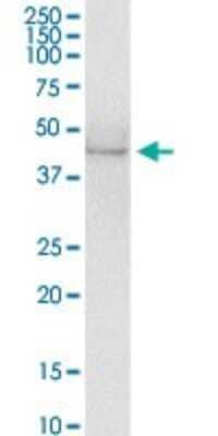 Western Blot: Antizyme inhibitor 1 Antibody [H00051582-D01P]