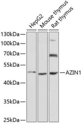 Western Blot: Antizyme inhibitor 1 AntibodyAzide and BSA Free [NBP2-92784]