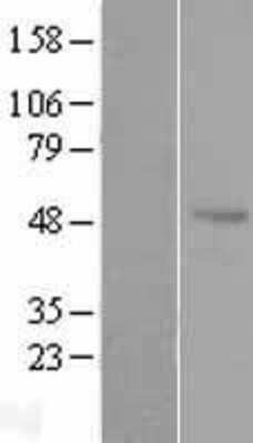 Western Blot: Antizyme inhibitor 1 Overexpression Lysate [NBL1-07873]