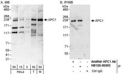 Western Blot: Apc1 Antibody [NB100-86985]