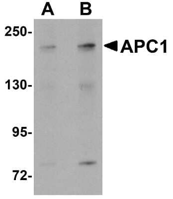 Western Blot: Apc1 AntibodyBSA Free [NBP1-77375]