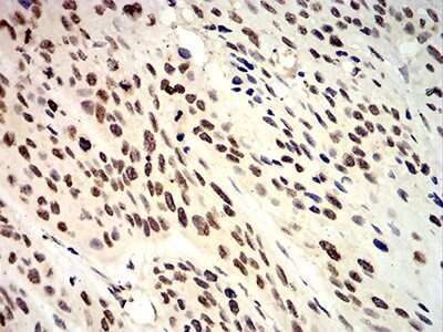 Immunohistochemistry: Apc10 Antibody (3E9A9) - BSA Free [NBP2-61888]
