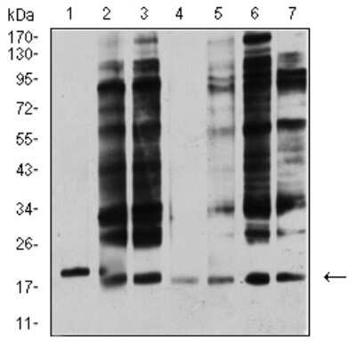 Western Blot: Apc10 Antibody (3E9A9)BSA Free [NBP2-61888]