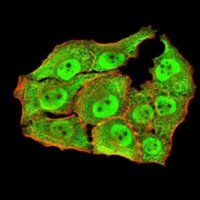 Immunocytochemistry/ Immunofluorescence: Apc10 Antibody (8F1D10) - BSA Free [NBP2-61889]