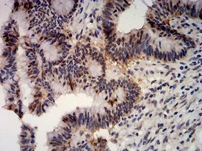 Immunohistochemistry: Apc10 Antibody (8F1D10) - BSA Free [NBP2-61889]