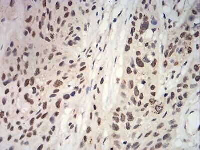 Immunohistochemistry: Apc10 Antibody (8F1D10) - BSA Free [NBP2-61889]