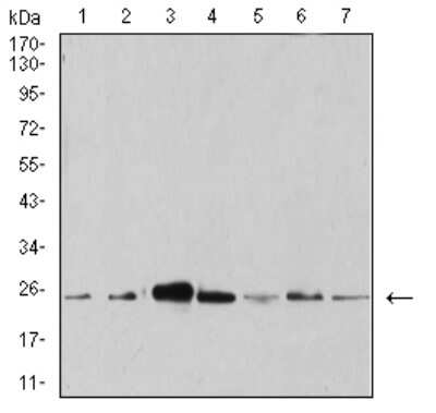 Western Blot: Apc10 Antibody (8F1D10)BSA Free [NBP2-61889]