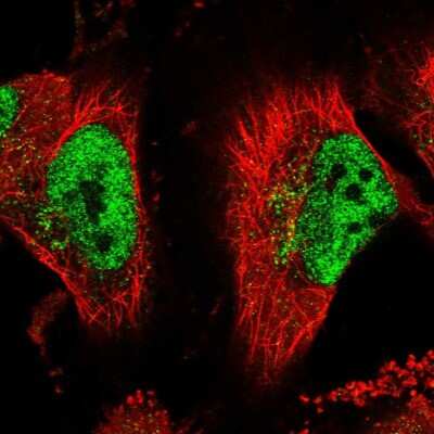 Immunocytochemistry/ Immunofluorescence: Apc10 Antibody [NBP2-14291]