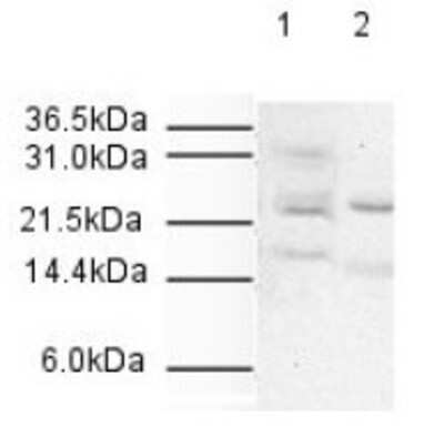 Western Blot: Apc10 Antibody [NB600-887]