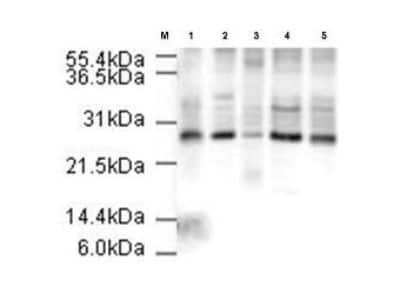 Western Blot: Apc10 Antibody [NB600-887]