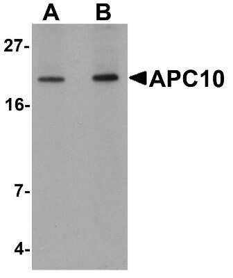 Western Blot: Apc10 AntibodyBSA Free [NBP1-77157]