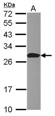 Western Blot: Apc10 Antibody [NBP2-15423]