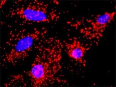 Proximity Ligation Assay: Apc11 Antibody (1B4-1A4) [H00051529-M01]