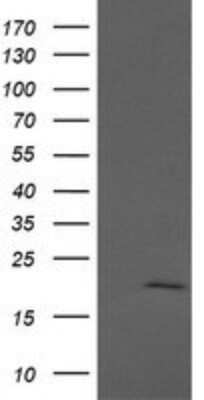 Western Blot: Apc11 Antibody (OTI3F5)Azide and BSA Free [NBP2-71939]